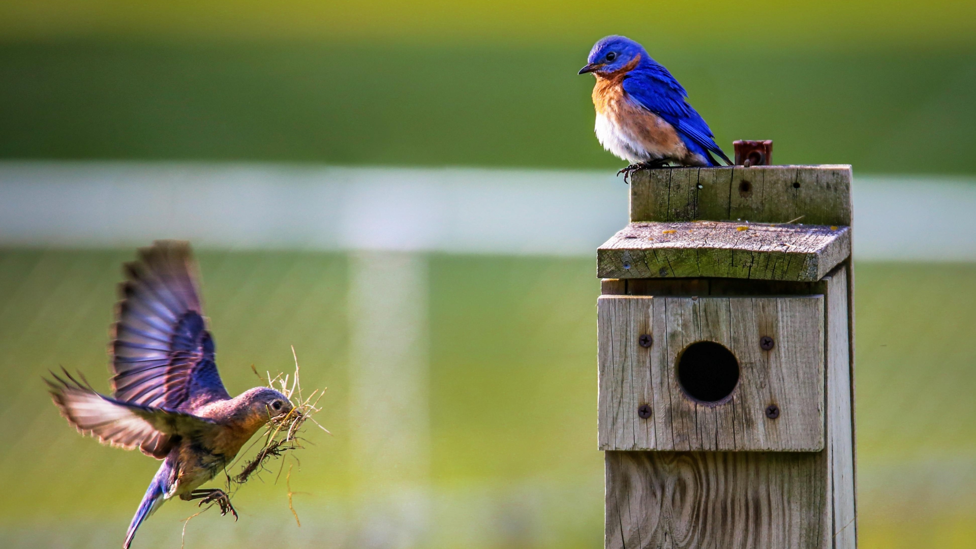 Hoe bouwt een vogel zijn nest?