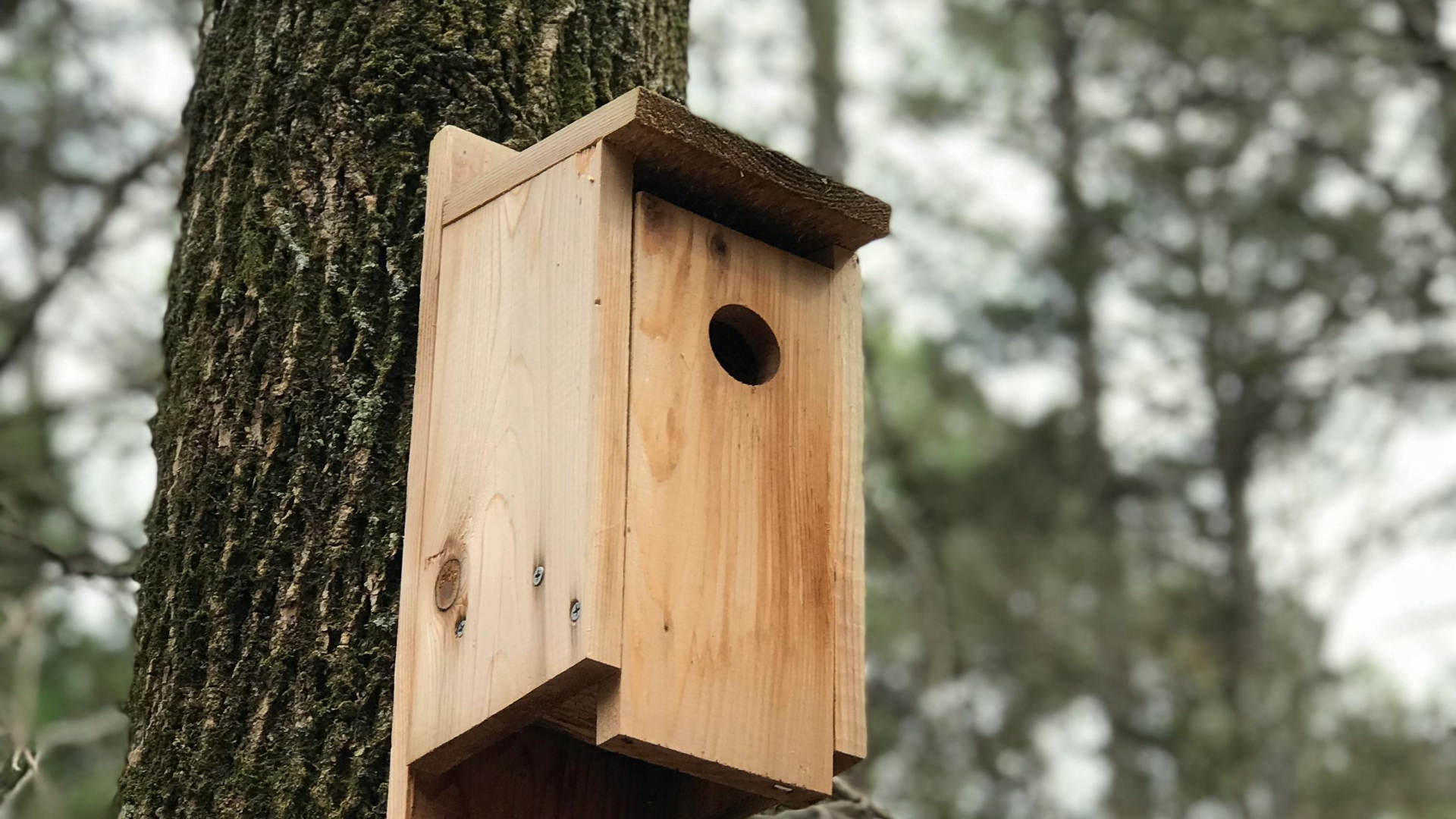 <h1>Maak een vogelhuisje in 10 stappen</h1>

<p>In de herfst en winter is het een geweldig idee om een vogelhuisje te maken. Niet alleen kunnen vogels er in de lente een broedplek vinden, maar het kan ook dienen als een warm schuilplekje tijdens de koudere maanden. Met een beetje hulp van je ouders kun je aan de slag! Hier is wat je nodig hebt en hoe je het aanpakt.</p>

